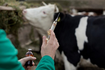 Американские учёные предложили менять подход к лечению молочных коров